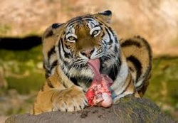 Eating Habits - Animal Kingdom